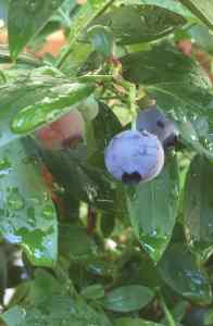 blueberry